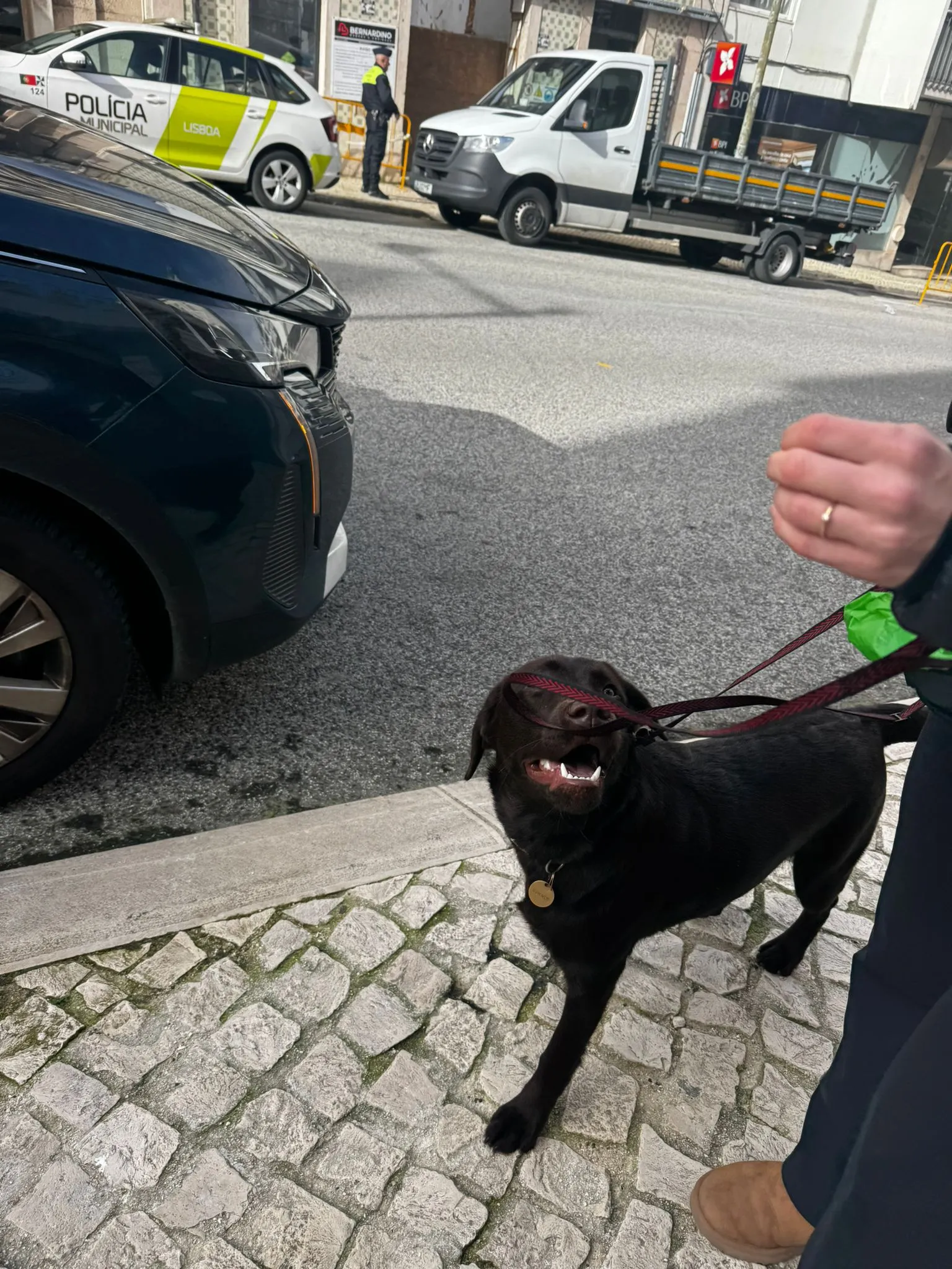 Trabalho com Cães